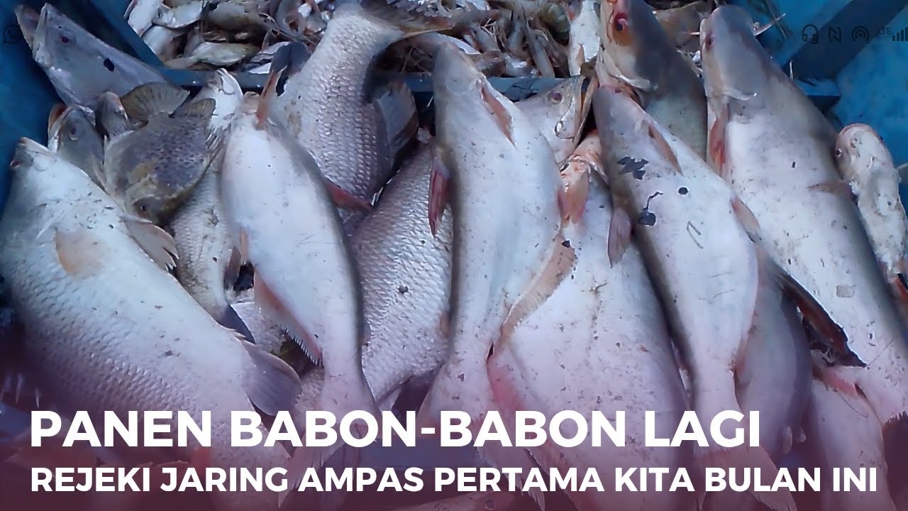 Kakap Patin Babon masuk semua di jaring [Ampas] kita - Panen Ikan Gelap Gulita