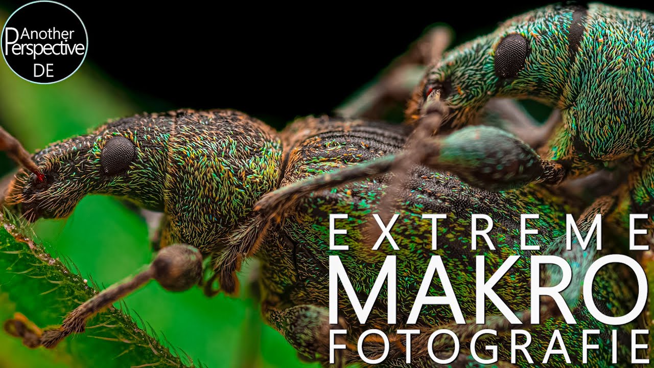 Extreme Makrofotografie Meistern mit diesen Tipps! Laowa 60mm auf APS-C