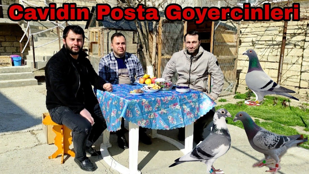 Cavidin Posta Goyercinleri. Etraflı Melumat.  #postagüvercini #elixezer #pigeonsports #fyp