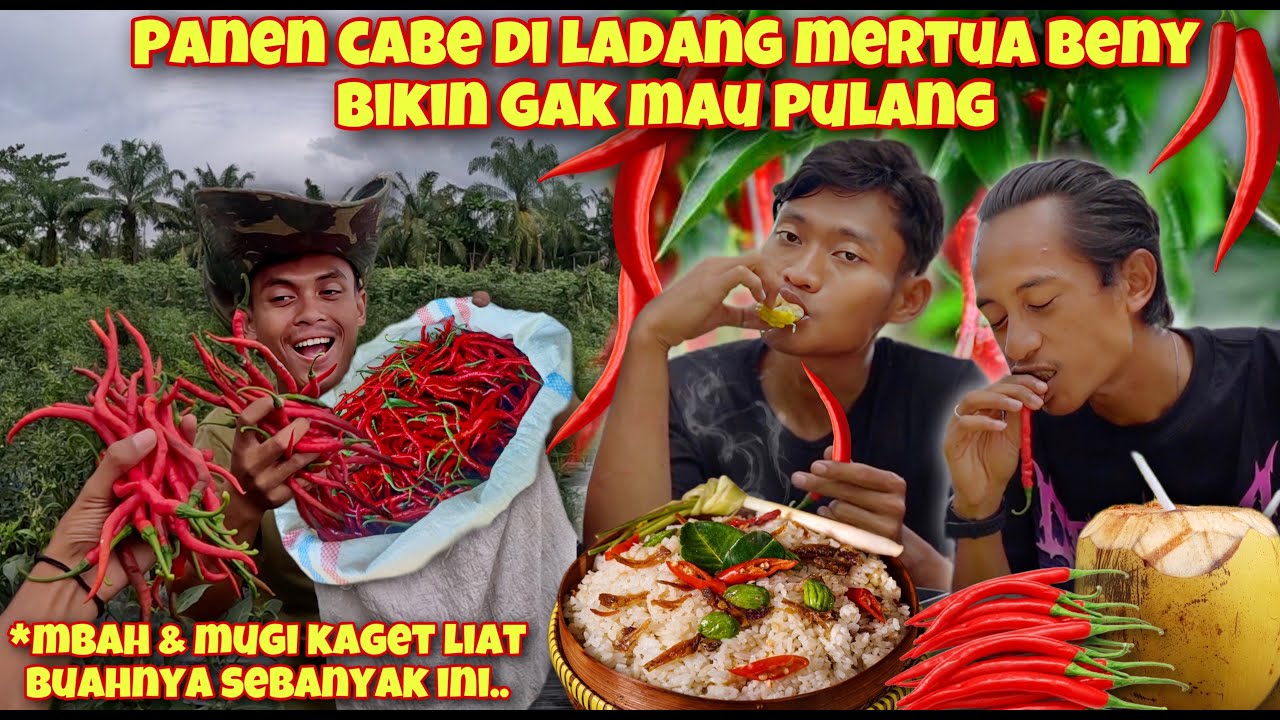 PANEN CABE MERAH & MAKAN SIANG NASI LIWET BUATAN MERTUA
