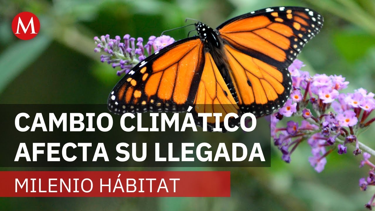 Comienza la migraci&oacute;n de la mariposa monarca | Milenio H&aacute;bitat