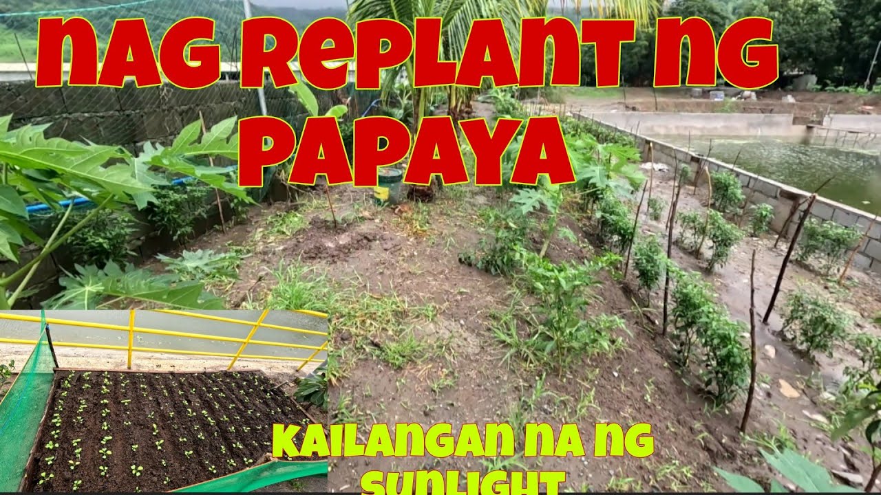 Buti na lang at naka bili pa ako ng papaya seedlings | Kailangan ayusin  amg mga vegetable beds