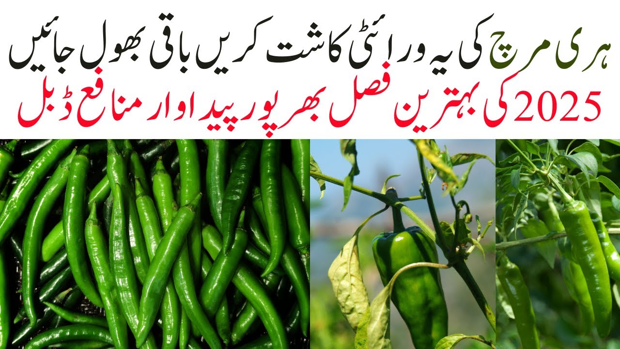 Hot pepper F1 Green Queen chili ||Nature Seed Company || Moon Star Seed||MDS Seed || Haji Sun seed