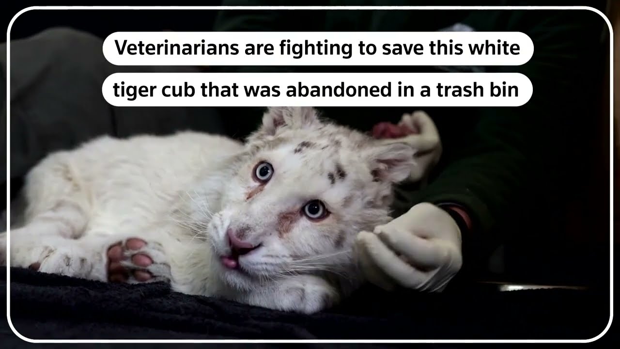 Athens Zoo Fights to Save tiger cub found in garbage news today news live news headlines