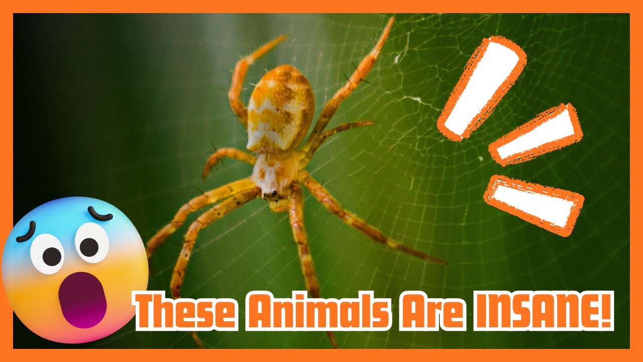 The Most Extraordinary Animal Abilities Ever Discovered, #7 is shocking!😮