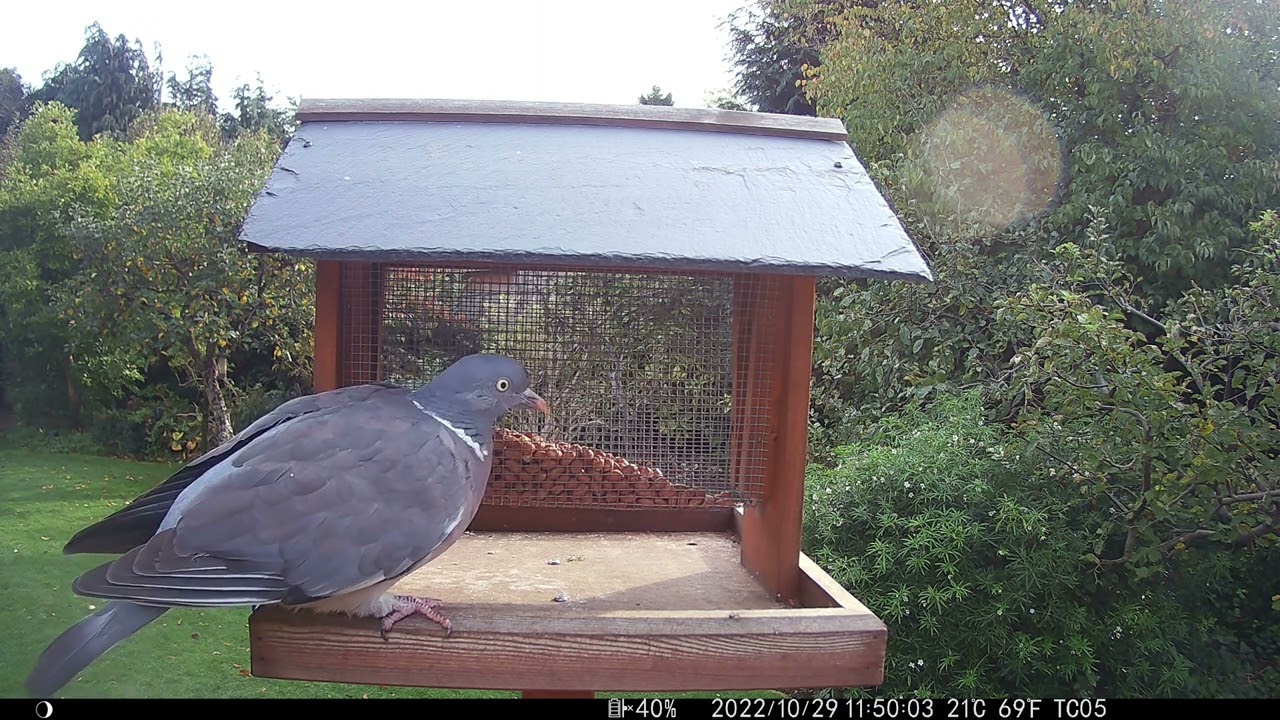 Wood Pigeon on the bird table, #britishwildlife #birdvideos