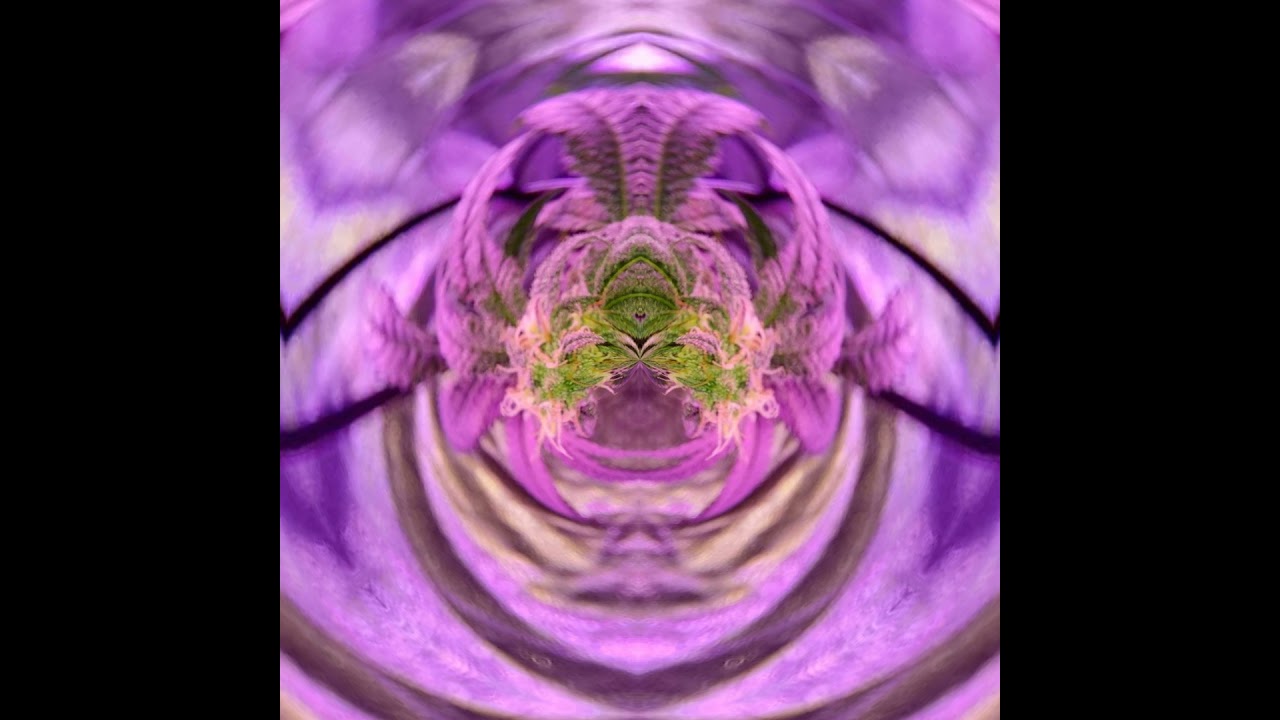 Cannabis Photography/Art
