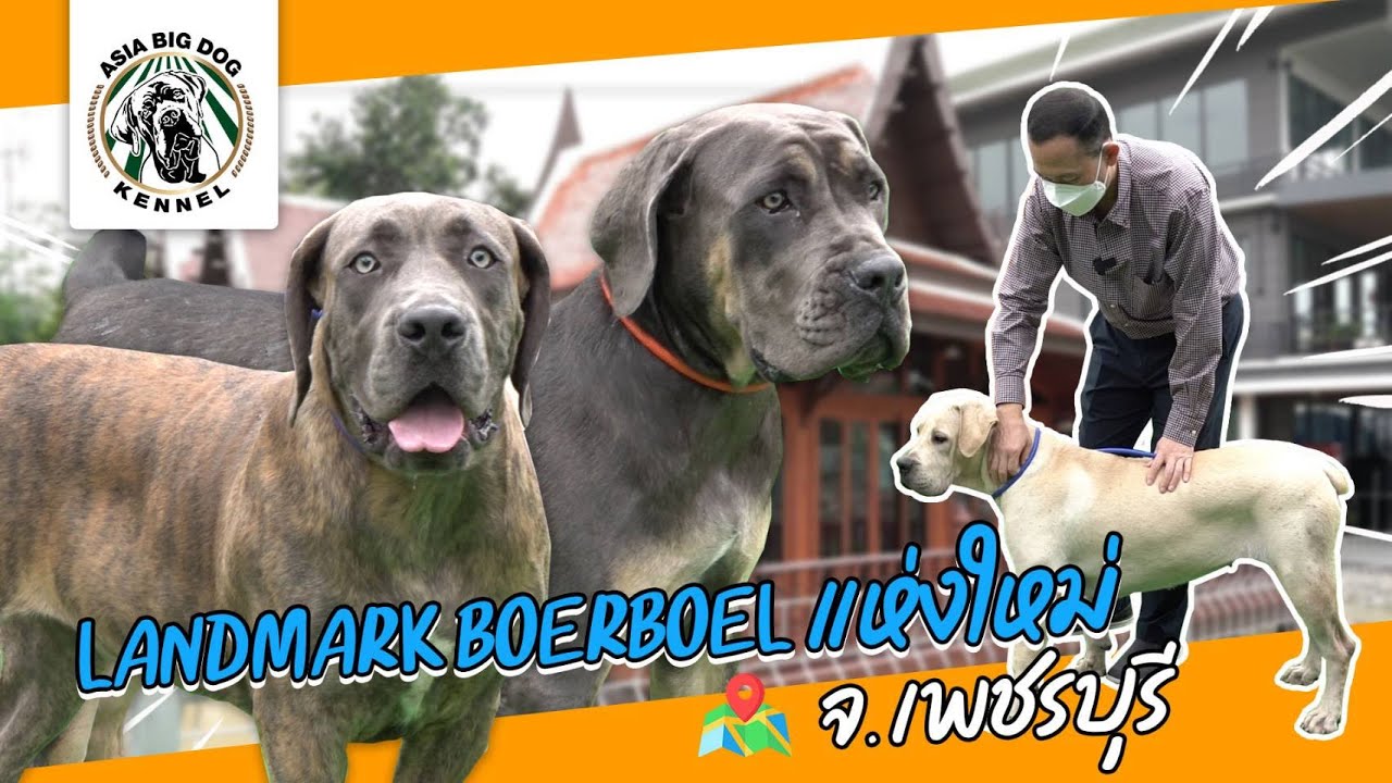 หมาใหญ่ BOERBOEL ชุดใหญ่ของ ดร.ยุทธพล อังกินันทน์ / ASIA BIG DOG / Ep.05