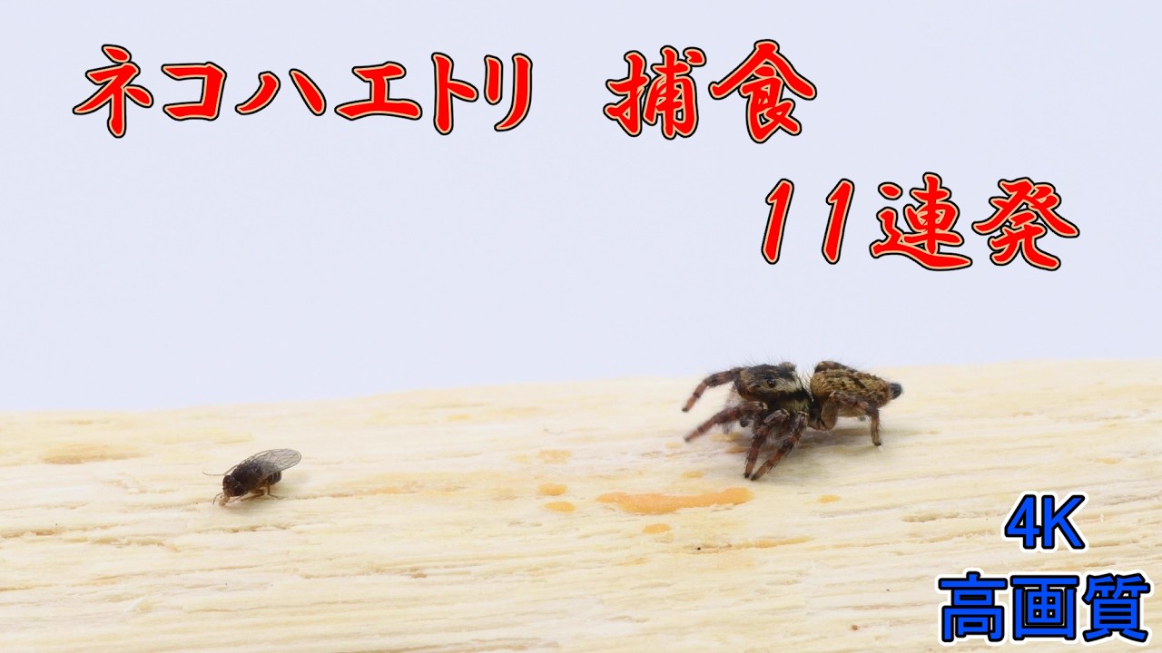 ネコハエトリ　捕食　１１連発！