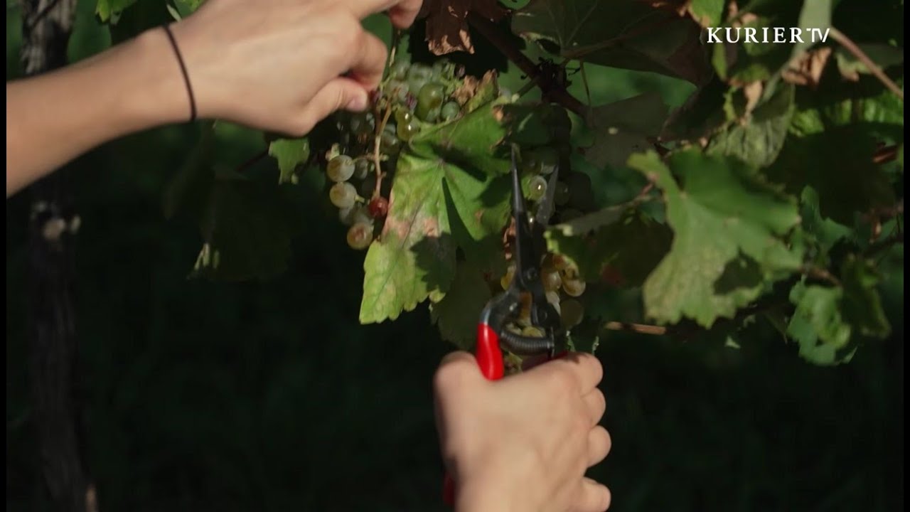 Weinlese: Auf den Spuren des Weins