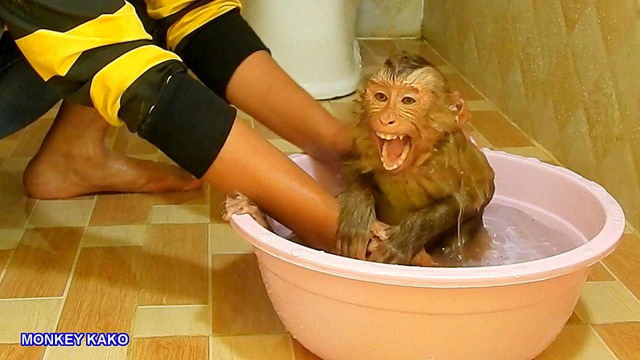 Monkey Kako Taking Bath In Big Plastic Bowl On Hot Season | Monkey Take A Bath