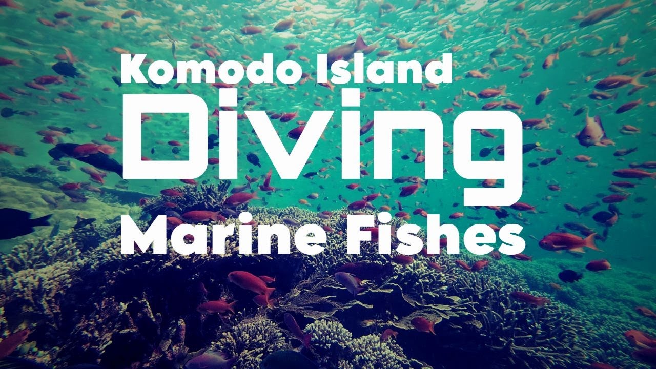 Discovering marine fishes with my kids at KOMODO with DIVEKOMODO liveaboard Nov 2023