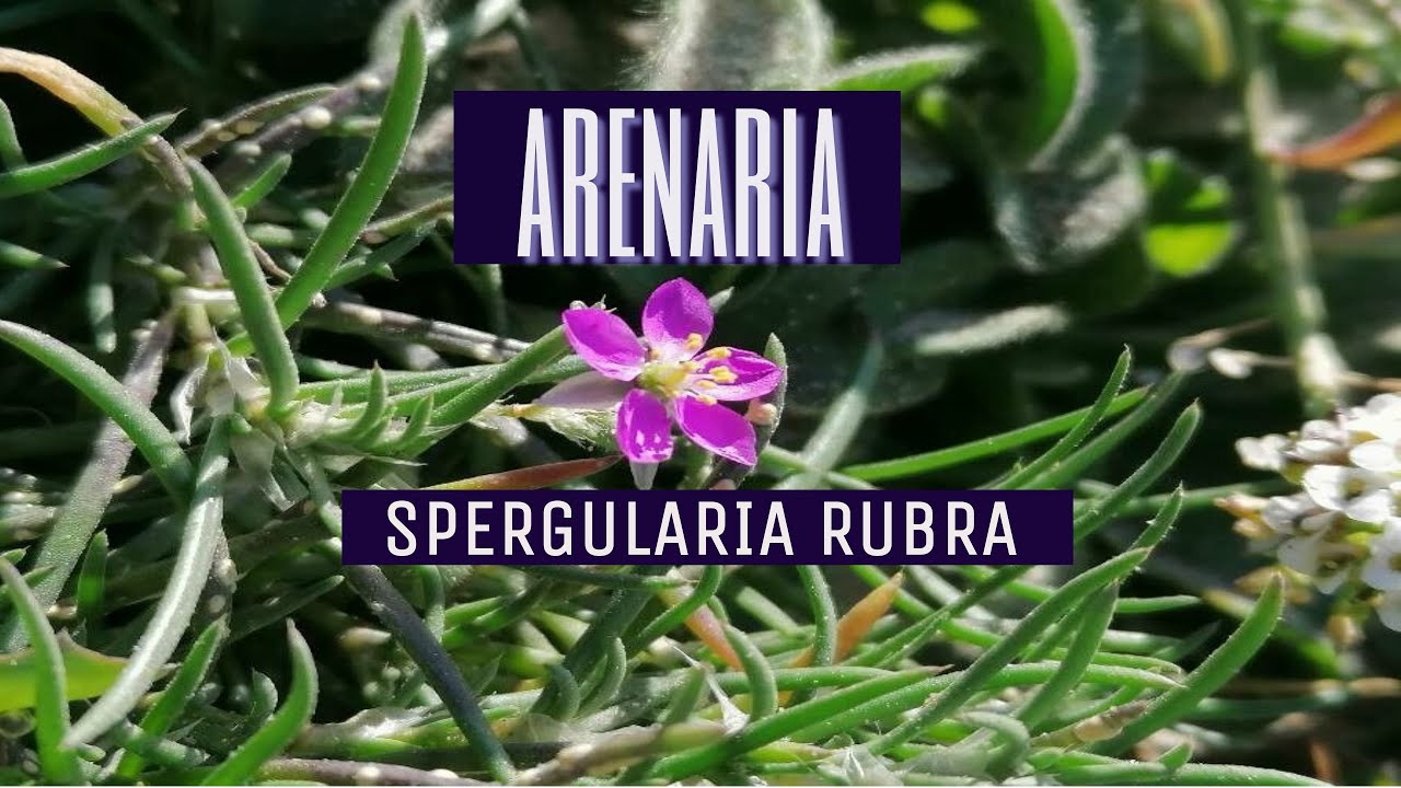 Propiedades medicinales de la ARENARIA- Spegularia Rubra