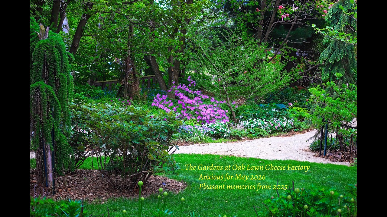 The Gardens at Oak Lawn Cheese Factory: Longing for May (2025 gardens)