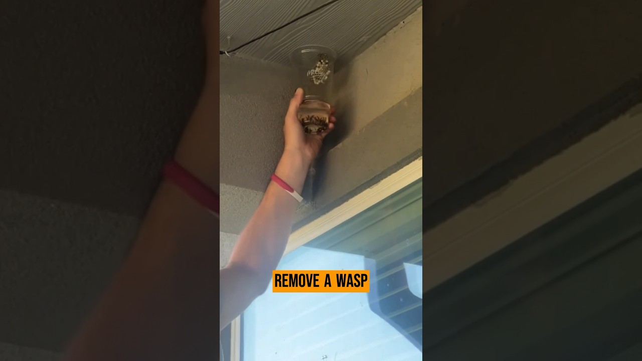 Man tries gasoline 'hack' to get rid of wasp nests &ndash; and it ends up in disaster.