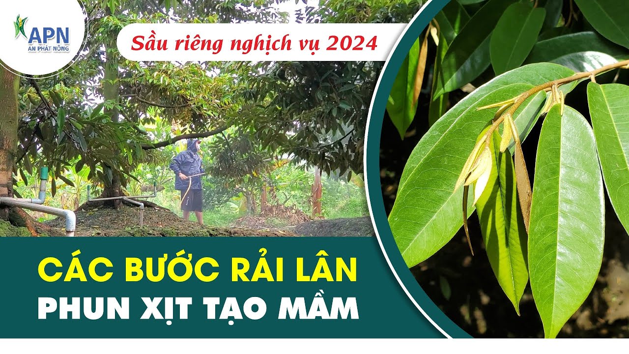 APN - CÁC BƯỚC RẢI LÂN VÀ PHUN TẠO MẦM | SẦU RIÊNG NGHỊCH VỤ 2024 #anphatnong #cayantrai #saurieng