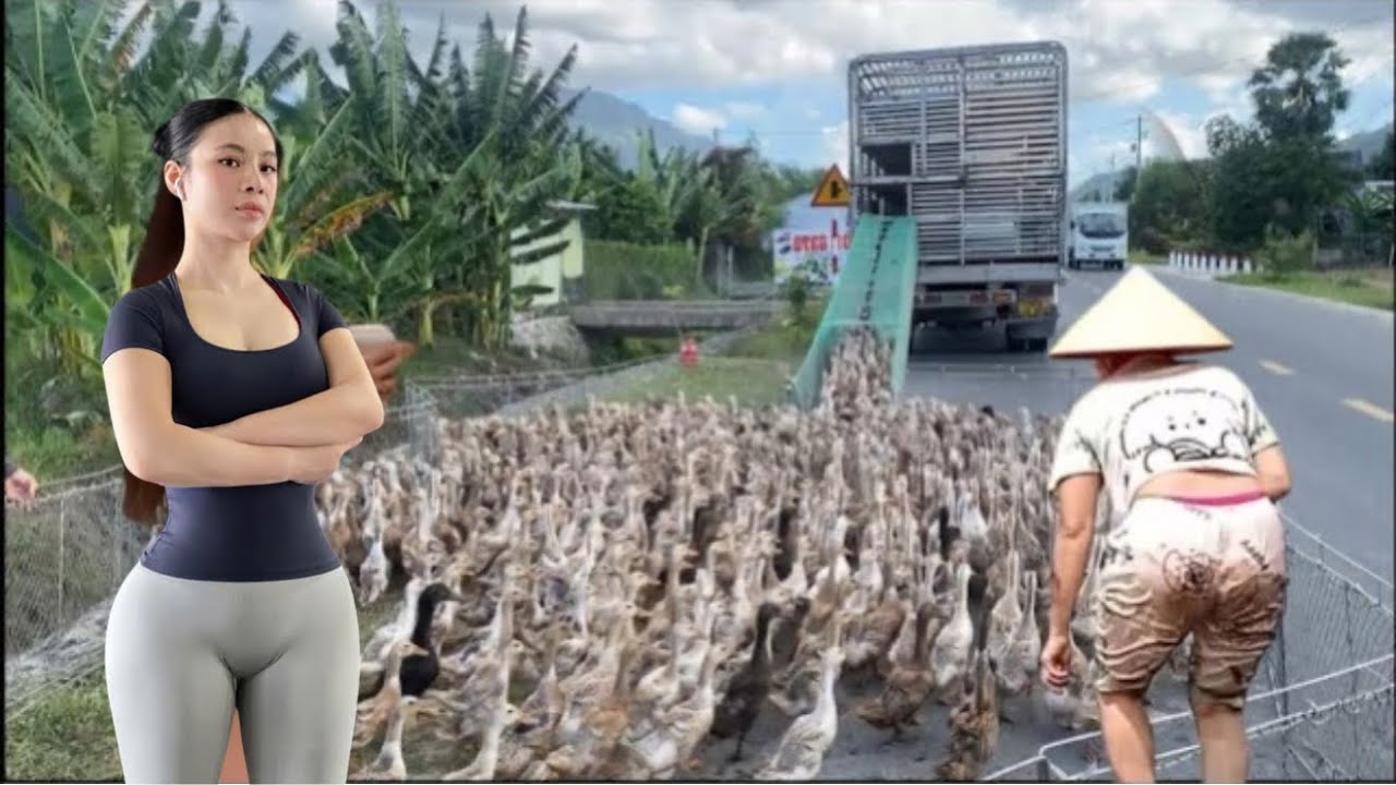 Full video: The ducks become chaotic when the truck arrives to move them to a new field.