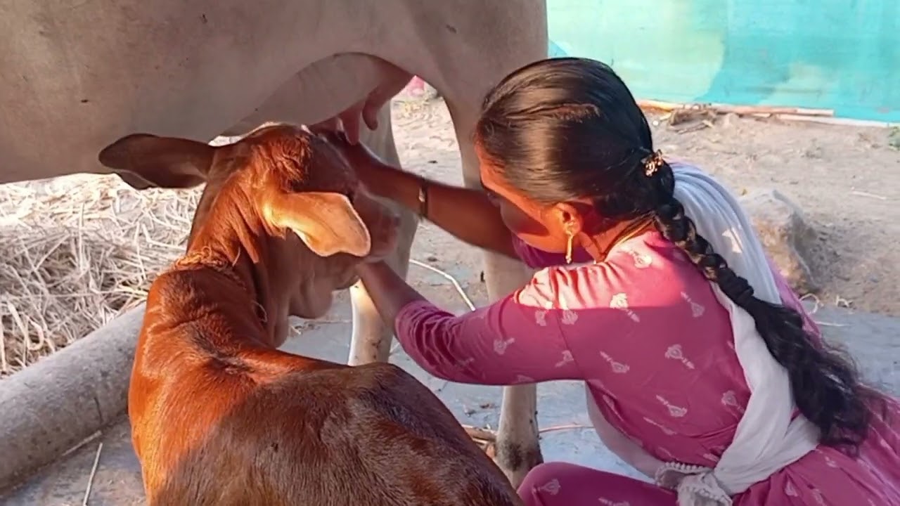 ఆవు పాలు పిడటం ఇంత కష్టమా🤔/How to milk / మా village లో మాది పాలకేంద్రం🥛☕ #cow #baffalo #milk