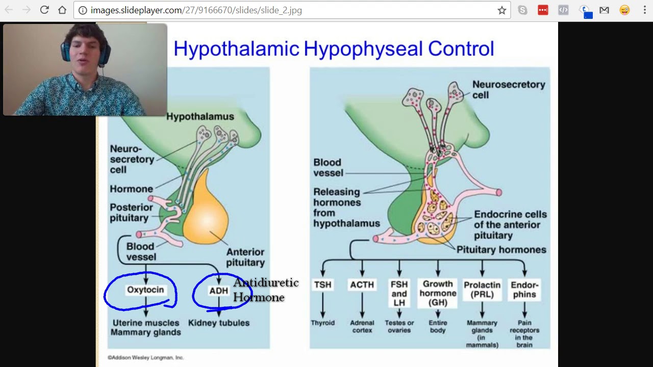 MCAT Question of the Day: Hormones of the Anterior and Posterior Pituitary Glands