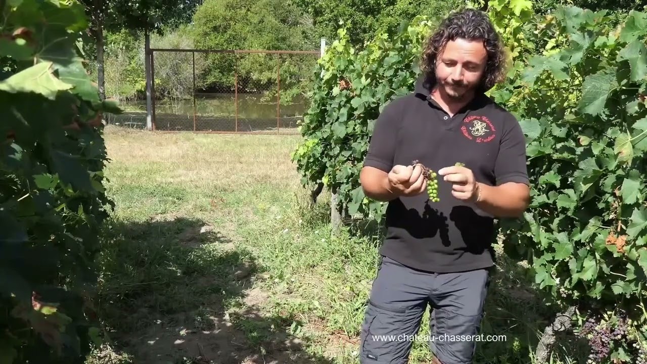 Le mildiou de la vigne