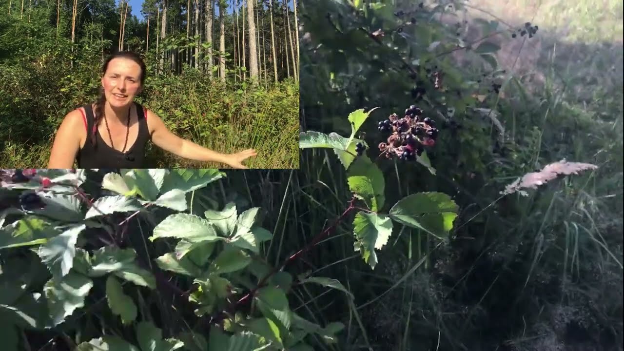 Ostružina par&aacute;dn&iacute; superpotravina