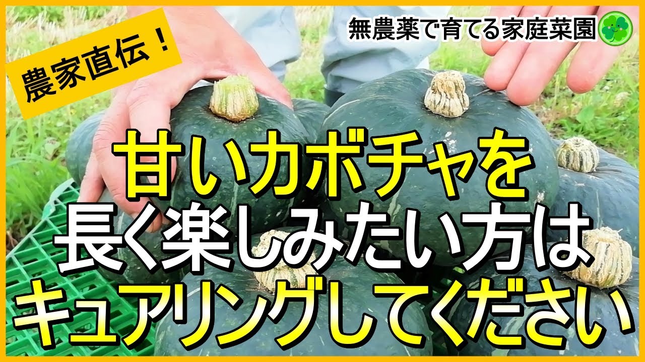 【カボチャ栽培】収穫後のキュアリング処理と保存方法【有機農家直伝！無農薬で育てる家庭菜園】　23/7/11