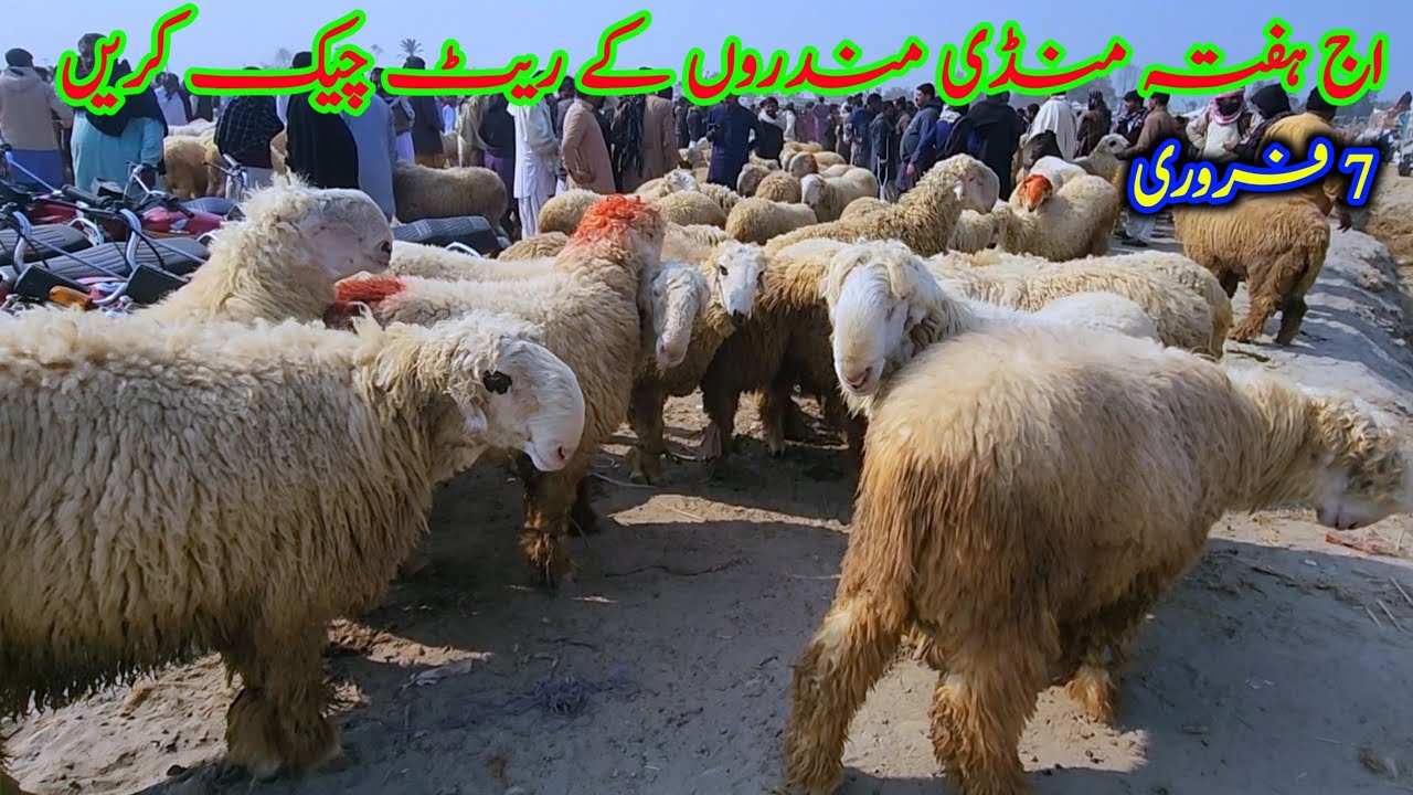اج ہفتہ منڈی مندروں کے ریٹ چیک کریں مندرا فارمنگ 2026 Malik Imran Goat Farm  7 February 2026