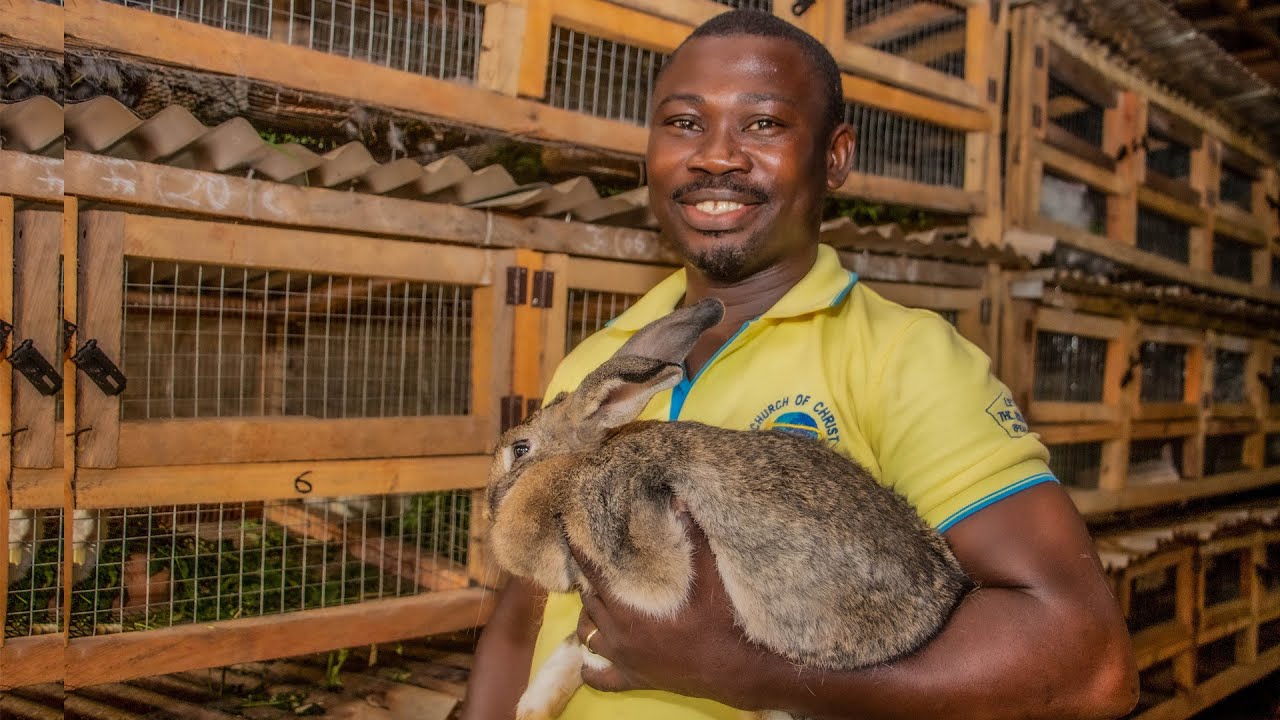 Meet Obuasi's Young Rabbit Farmer with Over 500 Bouncing Bunnies