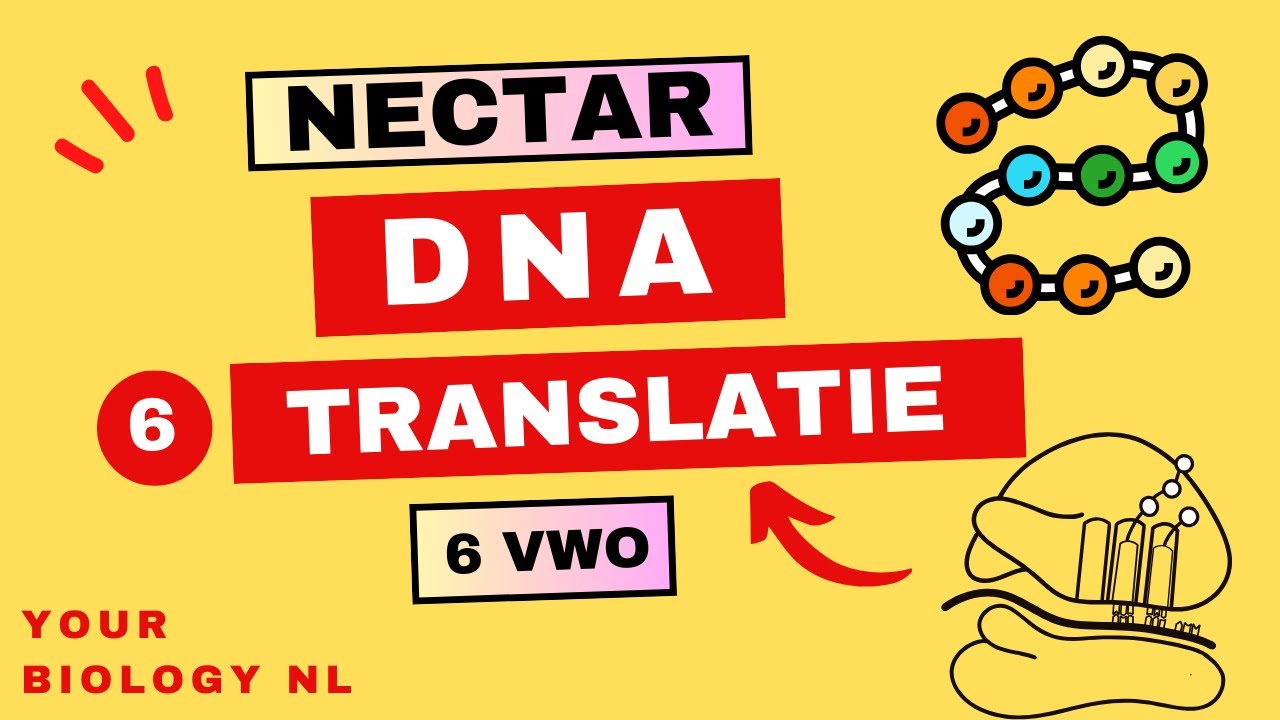 6 vwo | DNA | 6 | Translatie