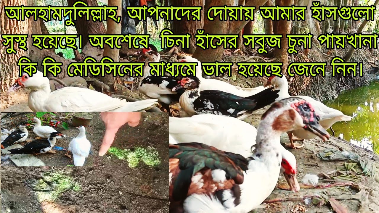 চীনা হাঁসের সবুজ চুনা পায়খানার চিকিৎসা Treatment of green lime feces in Chinese ducks