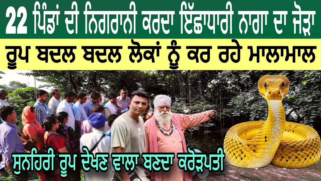 ਪੰਜਾਬ ਦੇ 22 ਪਿੰਡਾਂ ਦੀ ਨਿਗਰਾਨੀ ਕਰਦਾ ਇੱਛਾਧਾਰੀ ਨਾਗਾ ਦਾ ਜੋੜਾ | ਸੁਨਹਿਰੀ ਰੂਪ ਦੇਖਣ ਵਾਲਾ ਬਣਦਾ ਕਰੋੜਪਤੀ