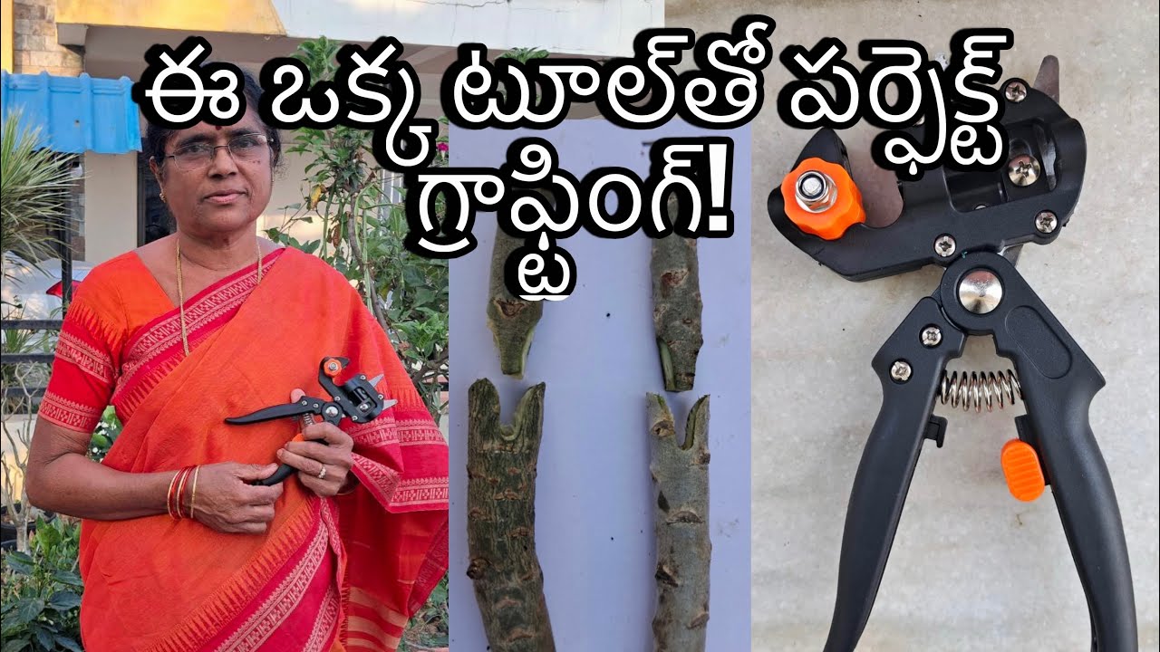 ఈ ఒక్క టూల్‌తో పర్ఫెక్ట్ గ్రాఫ్టింగ్!