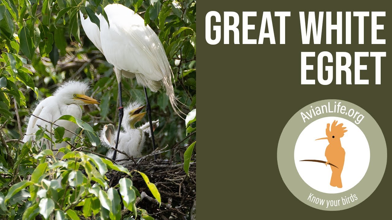 Great White Egret - Ardea alba