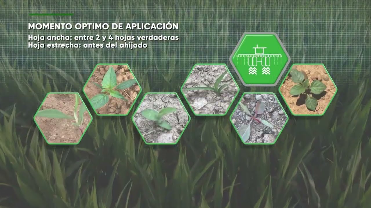 Establece una zona de protección frente a las malas hierbas.
