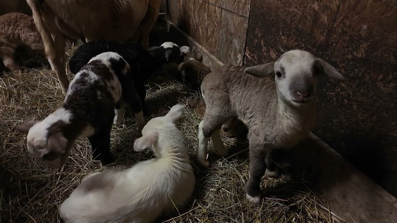 Barn Cuteness Overload Meet Our Adorable Baby Lambs! 🐑