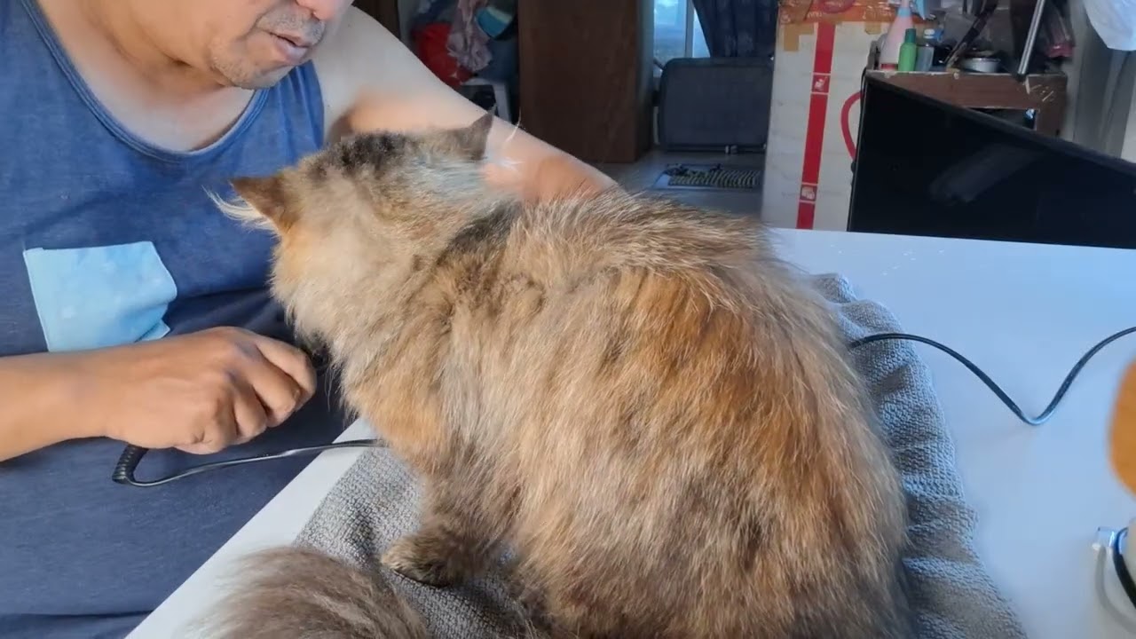 I bathed my Exotic cats Binx. 