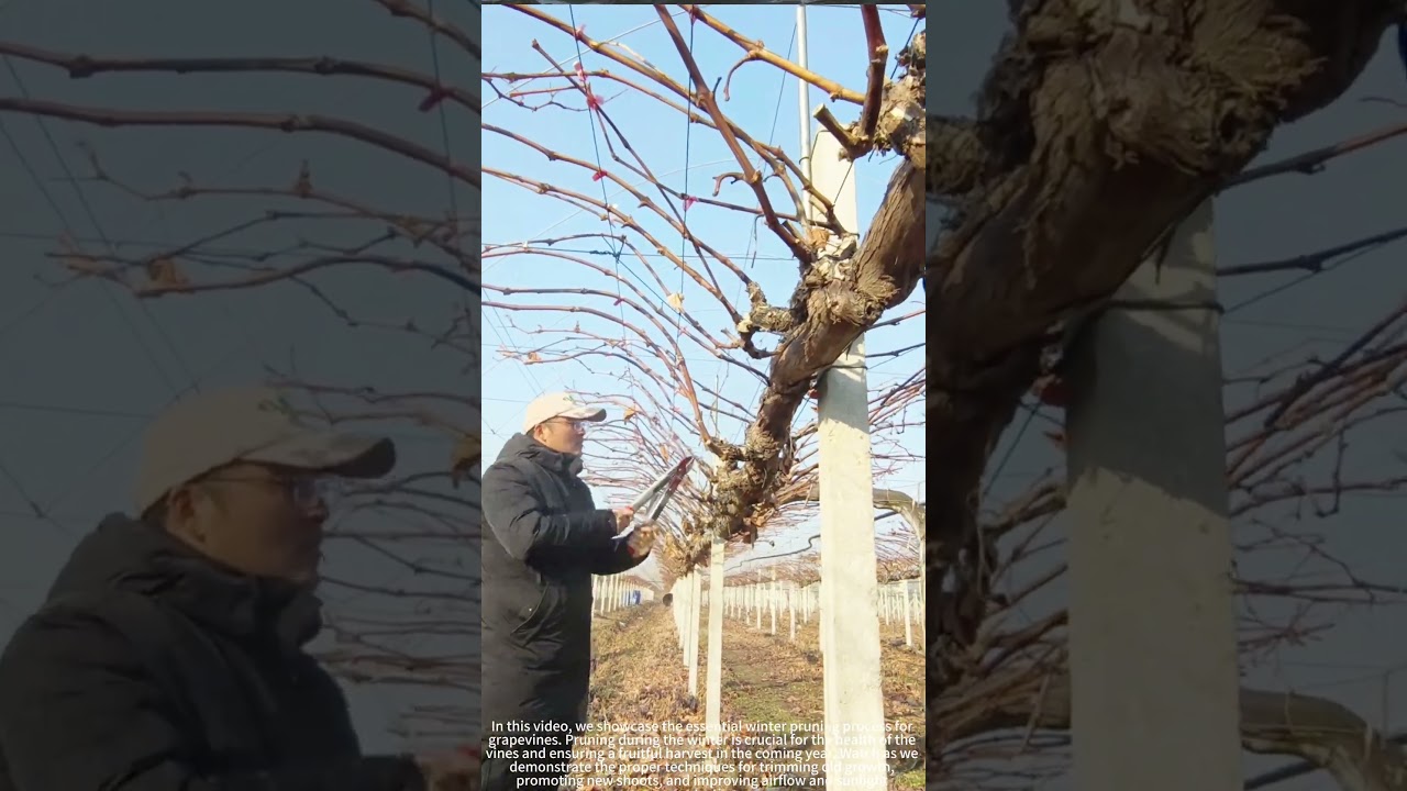 Winter Grape Pruning for Better Growth ✂️