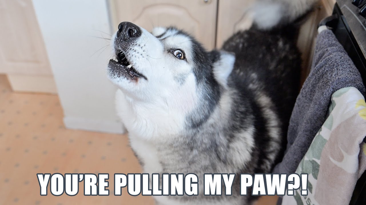 Husky Has A Good Surprise & A BAD Surprise!