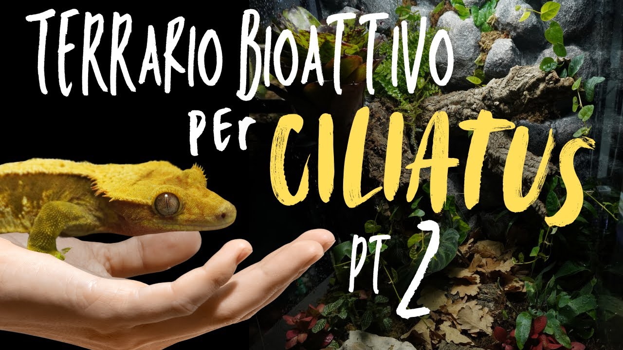 Allestimento Terrario Bioattivo per Geco Ciliatus – Parte 2 | Damned & Esperienza al Verona Reptiles
