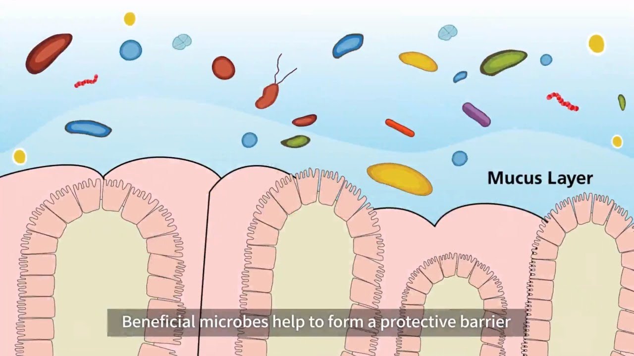 Microbial Diversity-The Key to Gut Health