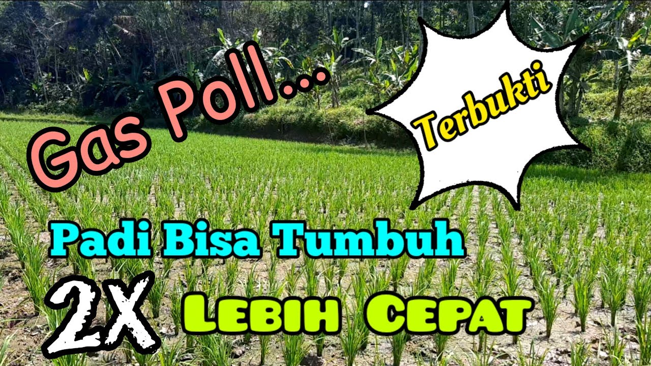 Sat.. Set.. Pertumbuhan Padi 2 x Lebih Cepat. Cara Membuat Padi Cepat Tumbuh dan Subur.