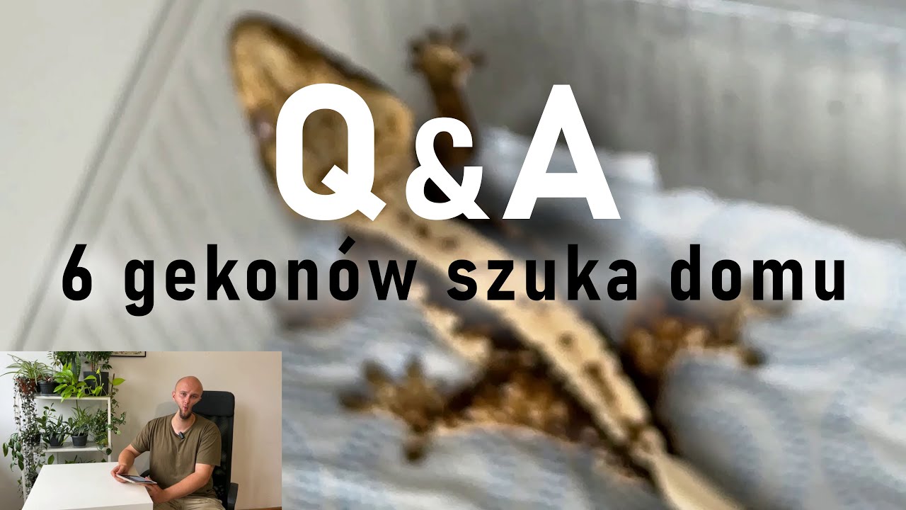 Odpowiadam na WASZE pytania! + 6 gekonów orzęsionych tylko dla Was