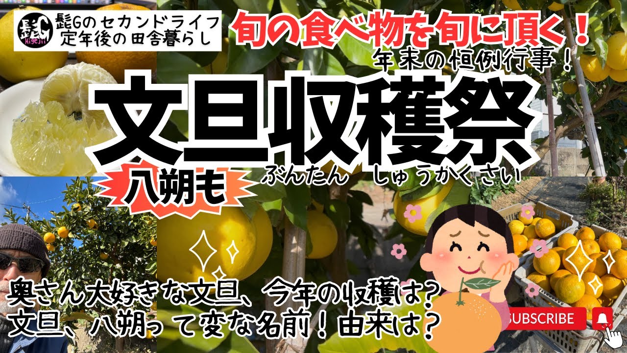 【髭Gのセカンドライフ：文旦収穫祭】☀️旬の食べ物を旬に頂く💋奥さん大好き文旦は何個獲れた✂️文旦の由来は？定年退職後のセカンドライフ⭐️