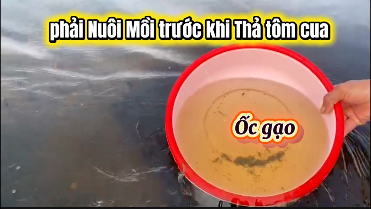 Hỗ trợ xử lý nước, Thả Ốc gạo gây mồi trước khi sang Tôm Cua ra giúp đạt đầu con vàmau lớn, Trúng to