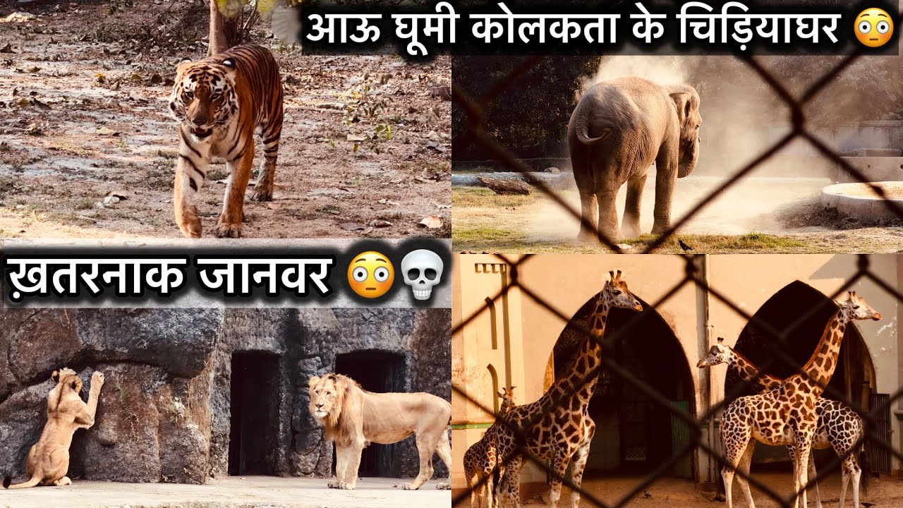 आऊ घूमी कोलकता के चिड़ियाघर (पार्ट-3)😊