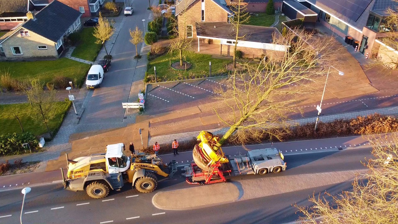 Geurs transplanting tree