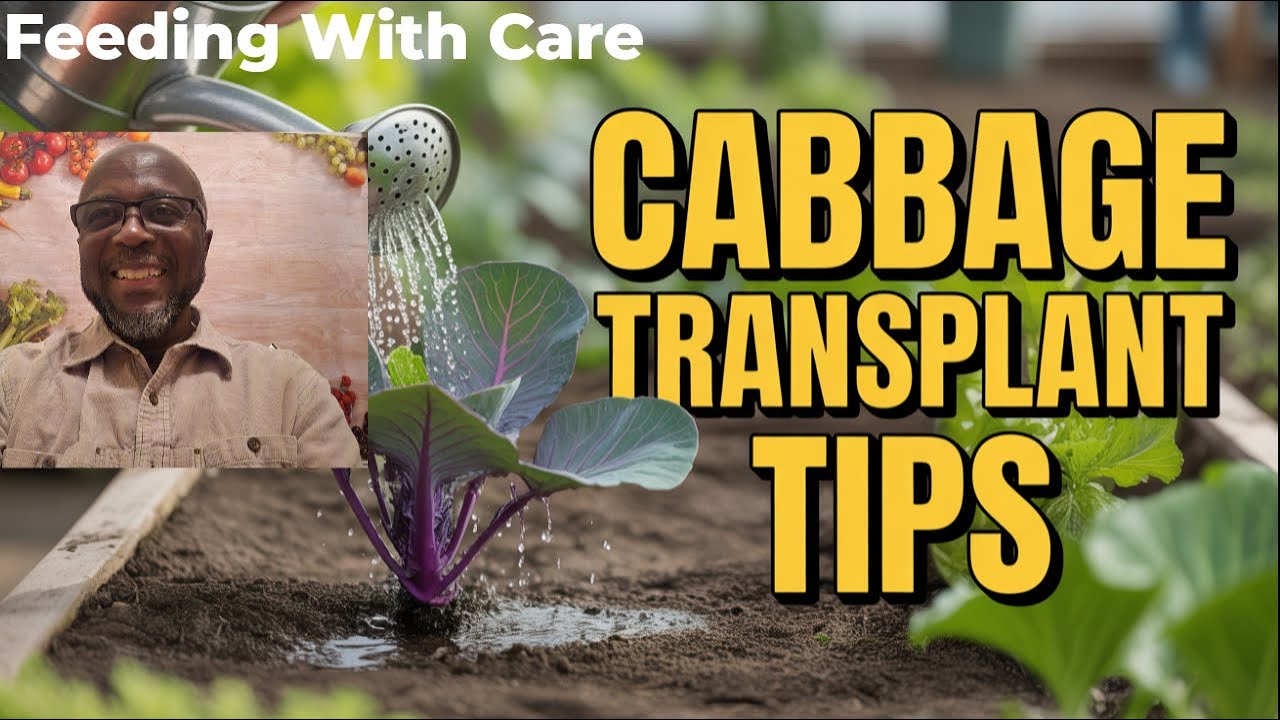 The Overlooked Step That Makes Red Cabbage Grow Faster After Transplanting