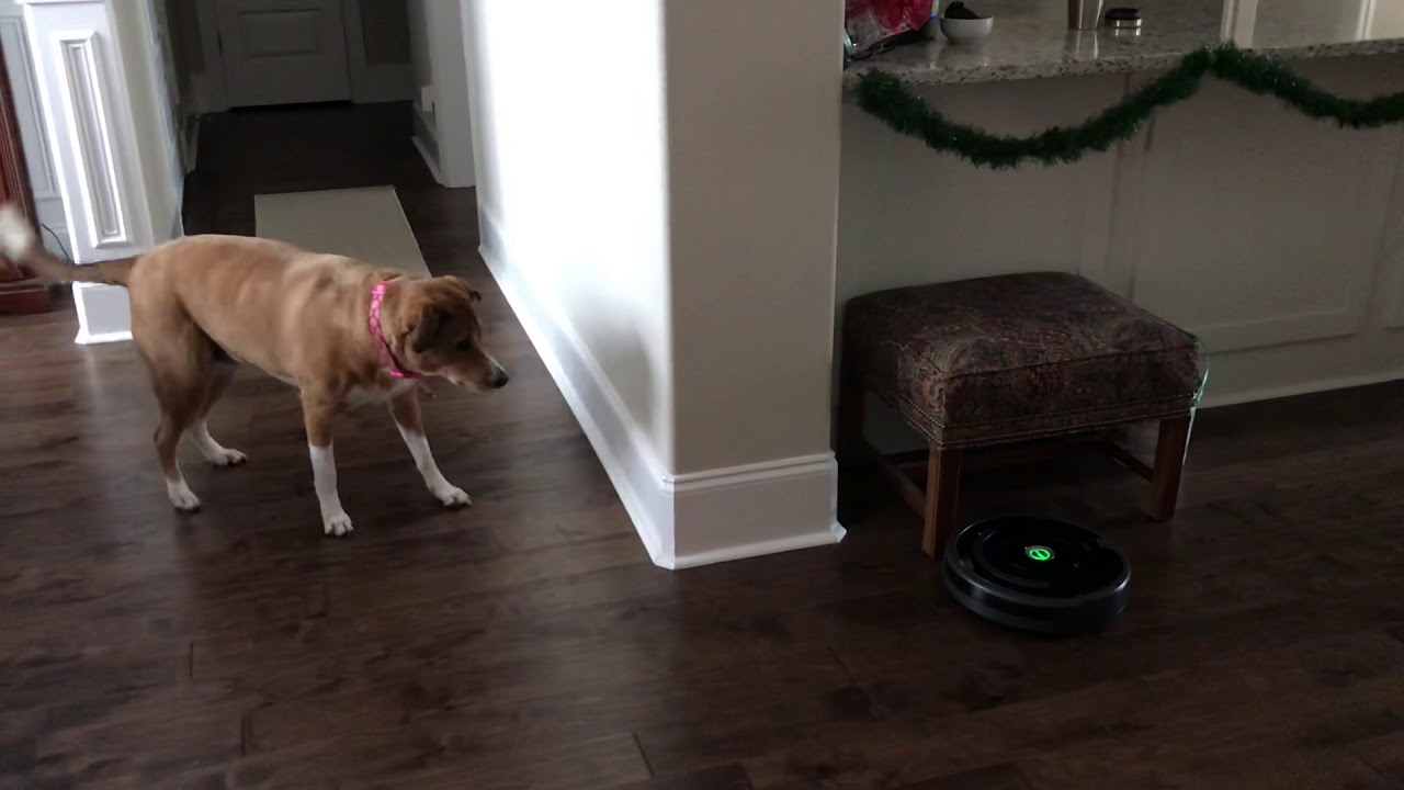 A first look at a iRobot Roomba 675 with a Myla a dog’s reaction!