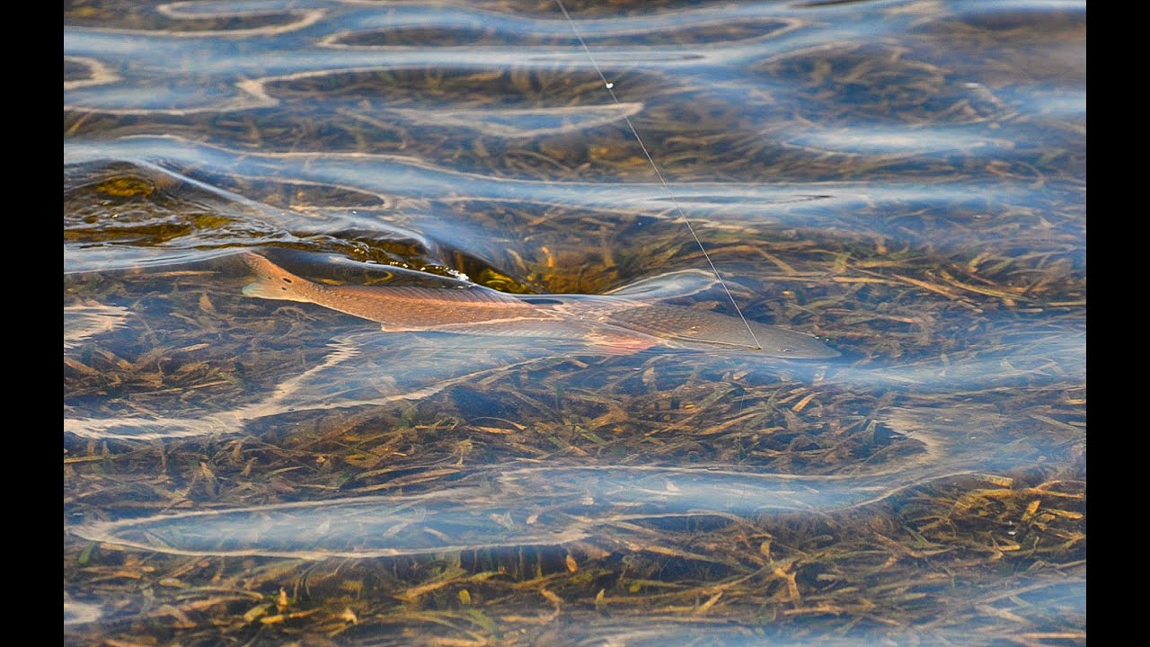 Fishing for Tailing Redfish