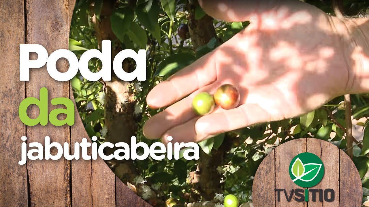 PODA DA JABUTICABEIRA